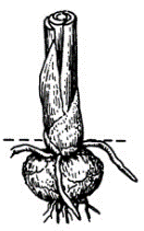 Bulb / Corm